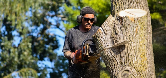 Tala y poda de árboles en Rathdrum Idaho
